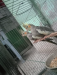 2 pis Cockatiel